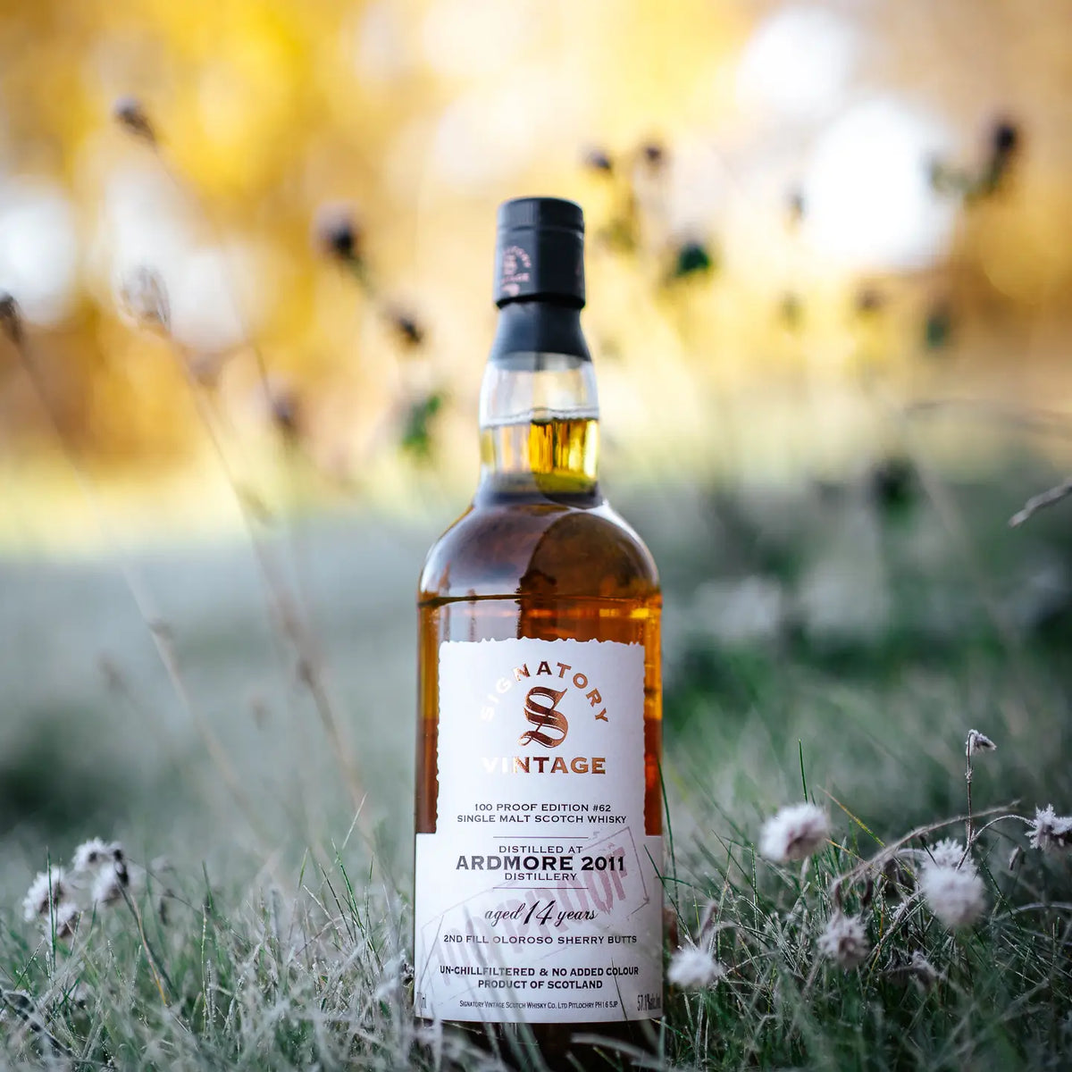 Ardmore 100 Proof Edition #62 14 Jahre 2011/2025 Islay Whiskyflasche steht in grünem Gras