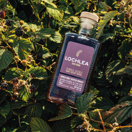 Lochlea Dark Briar Lowland Single Malt Scotch Whisky zwischen Beerensträuchern