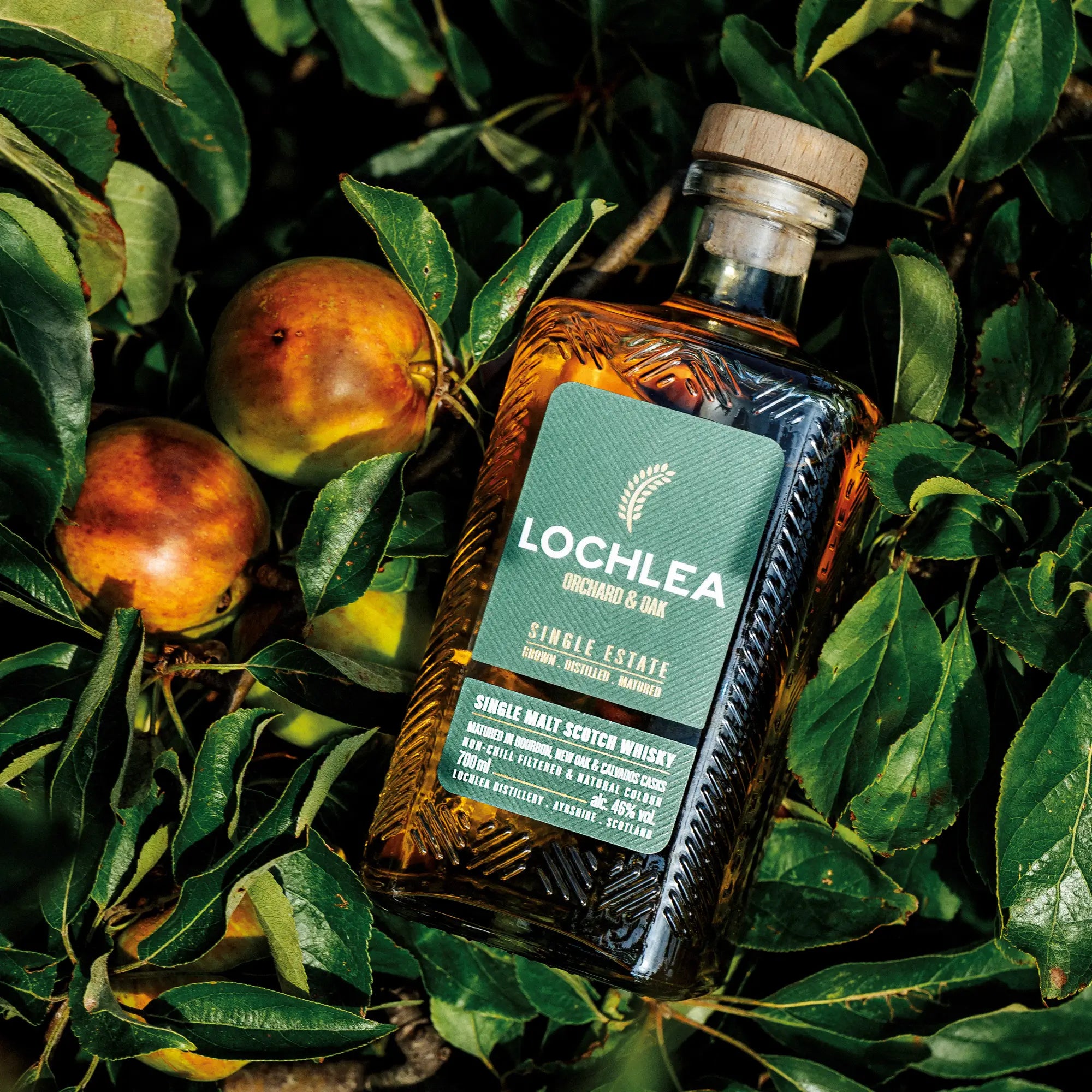 Lowland Single Malt Scotch Whisky Lochlea Orchard & Oak liegt auf grünen Blättern mit Äpfeln neben der Flasche